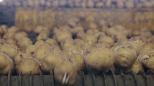Usine de traitement et d'emballage de pommes de terre