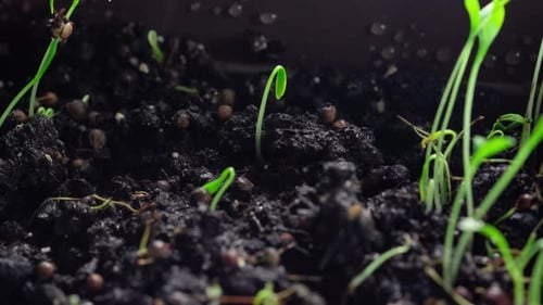 Sprouts Germination Newborn Plant