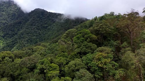 Lush Green Jungle on Tropical Mountain