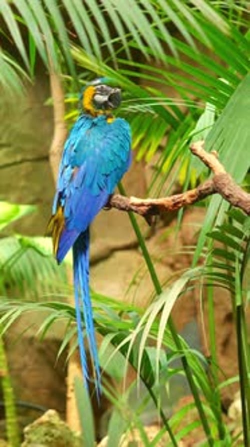 Ara bleu et jaune perché sur une branche dans la jungle