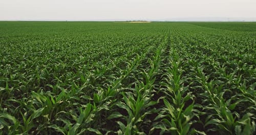 An aerial shot of corn field ripening at spring season, agricultural landscape