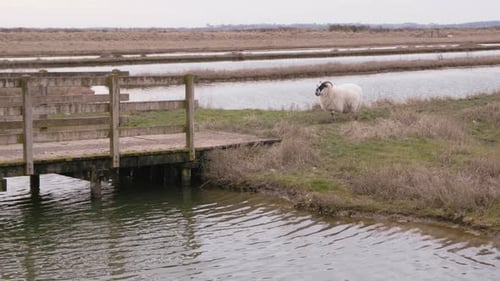 Sheep crossing wooden boardwalk bridge in marshland