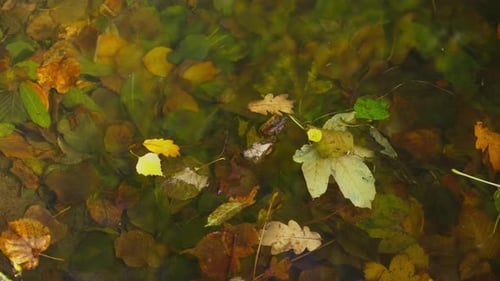 Fallen golden autumn leaves float in parkland pond water Top down view