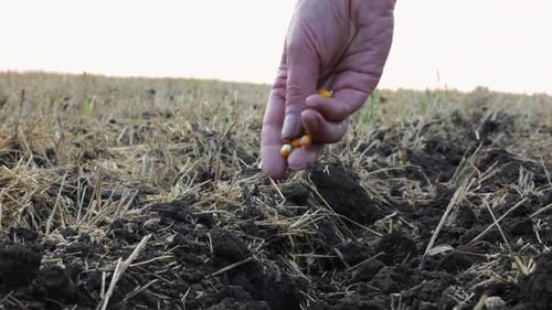 Close Up to Female Hand of Agronomist Sowing Grains of Corn on Plantation at Sunset Arm of a Farmer