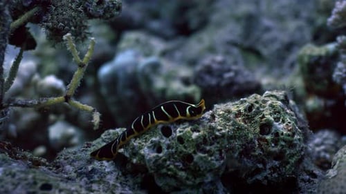 Striped Nudibranch (Sea Slug) in the Red Sea
