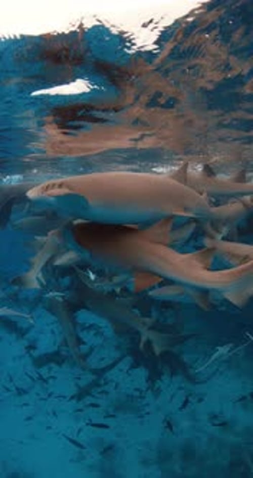 Group of Sharks Swimming in Blue Sea School of Fish and Sharks Underwater in Ocean on Bahamas