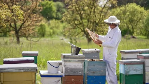 Männlicher Imker in weißem Outfit und Schutzhut nimmt einen Rahmen aus einem Bienenstock.