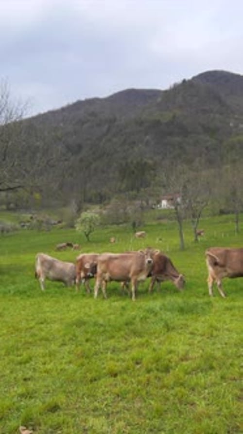 cows grazing in rural pasture in spring, vertical slow motion forward shot