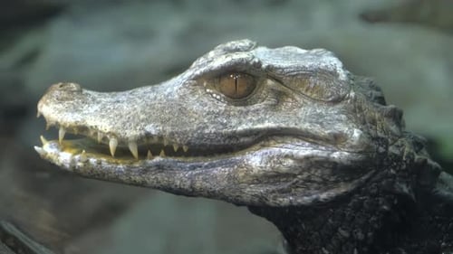 baby crocodile in the aquarium
