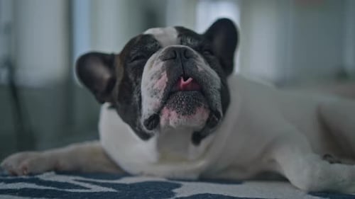 Sleepy Dog Close Up Indoors