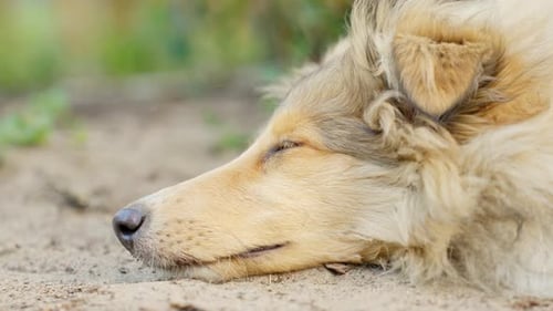 Rough collie sleeping on ground outdoors, close up view