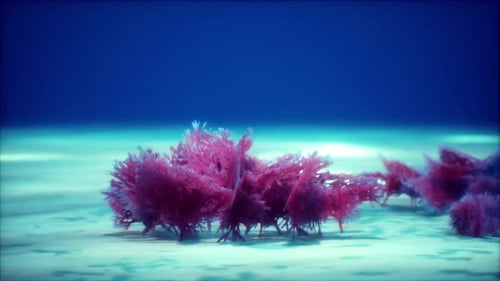 Swaying Red Coral Underwater Animation