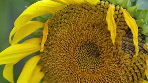 Bee on Sunflower Head Close-Up in Rural Setting