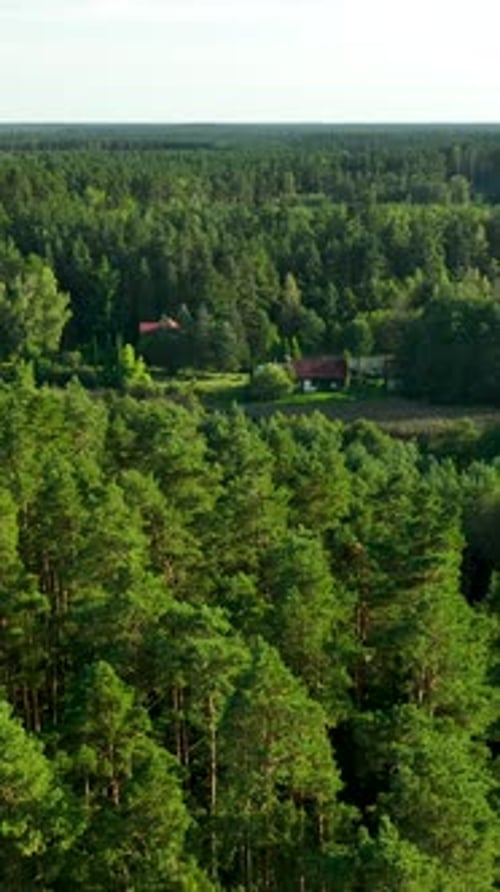 Aerial View Of Small Wooden Houses Hidden In Dense Green Pine Forest