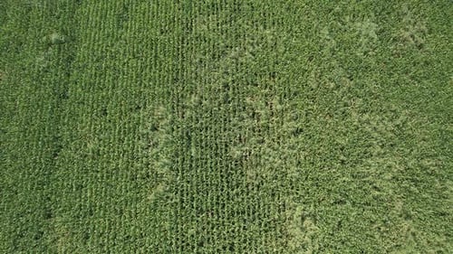 Aerial View of Lush Green Agricultural Field