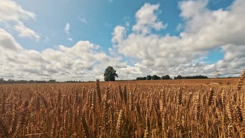 Zeitraffer, sich bewegende Wolken über einem Feld aus goldenem Weizen vor einem Regensturm.