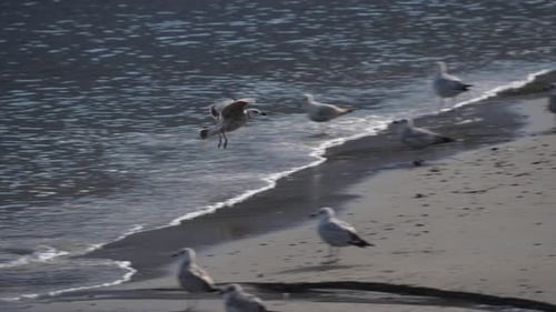 Seagull in flight landing on beach with gull colony perching - slow motion