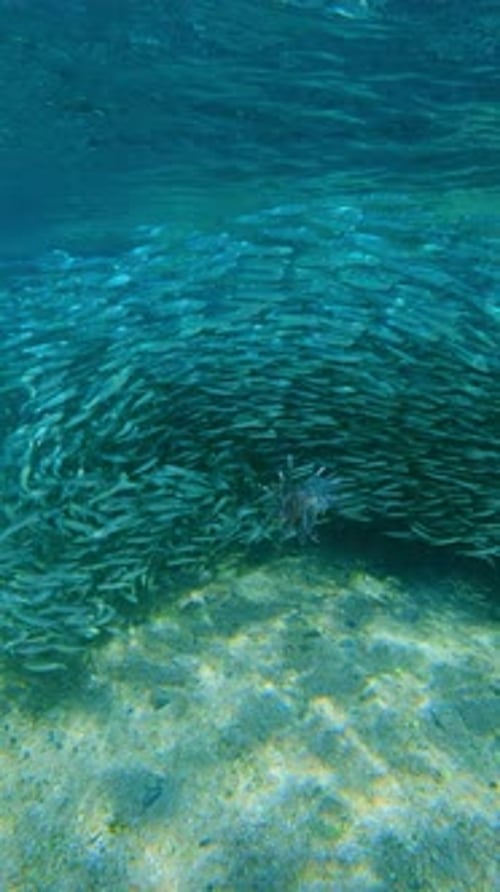 Lionfish stalks its prey within swirling mass of migrating bait ball