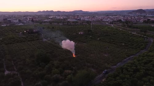 Fire at lemon tree agriculture field. Farmworker burn branches on his plantation