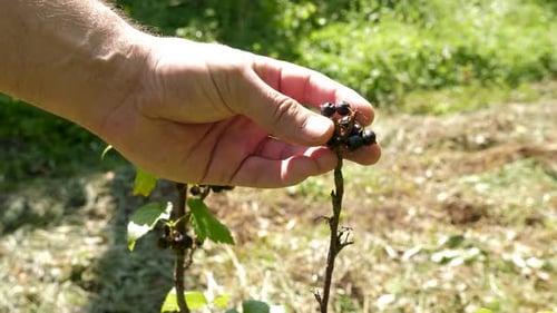 19 1A farmer examines a dried branch of currants. The concept of drought. Crop failure.