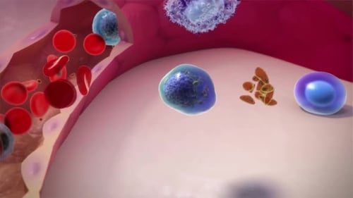 Immune System Cells Fighting Infection in Blood Vessel Animation