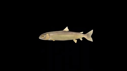 Realistic Animated Fish Swimming Loop