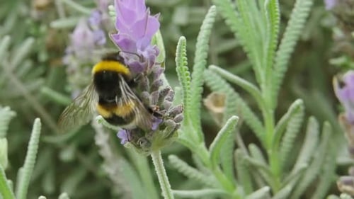 Macro Of A Large Honeybee Climbing And Feeding On A Lavender Plant. close up