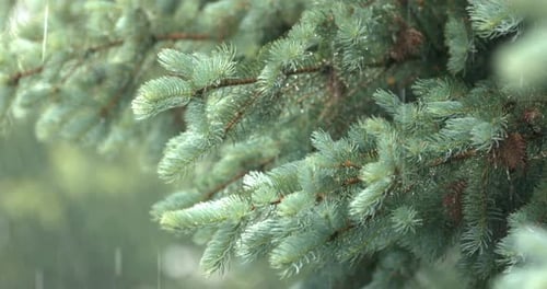 Raindrops on Pine Tree Needles in a Forest