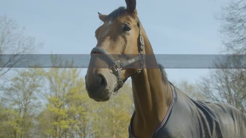 A horse standing outside in a field on a sunny day