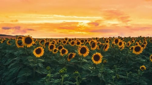 Tme Lapse Sunflowers On Sunset (Zoom Out)