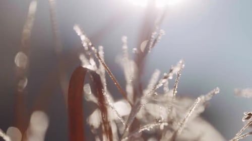 Frozen Grass