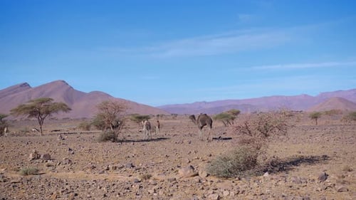 Dromedarys in westsahara, mauritania and morocco