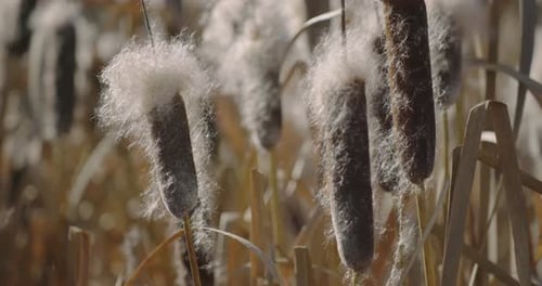 Cattails Blooming and Shedding Seeds in the Daytime