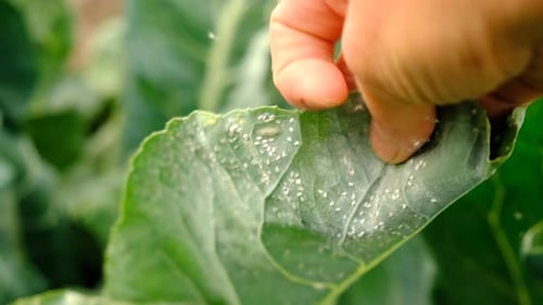 Aleurode sur les feuilles de chou dans le jardin Selective Focus