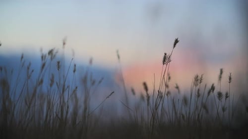 Trockenes Unkraut, das sich bei Sonnenuntergang im Wind wiegt