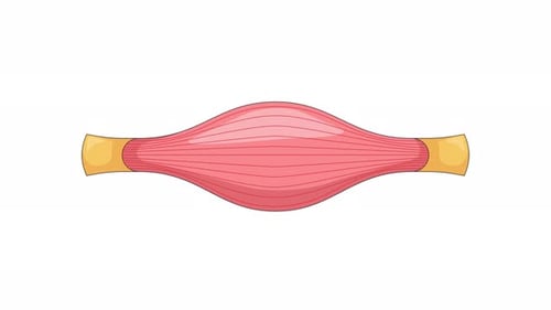 Human muscle in contracted widened state cartoon animation
