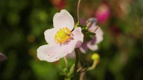 4K close up footage of an insect on a beautiful pink flower in a countryside garden.