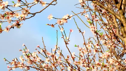 Fresh blossoms from fruit tree during spring time agains blue sky