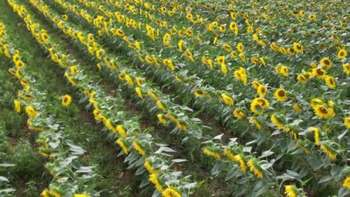 field of sunflowers in France