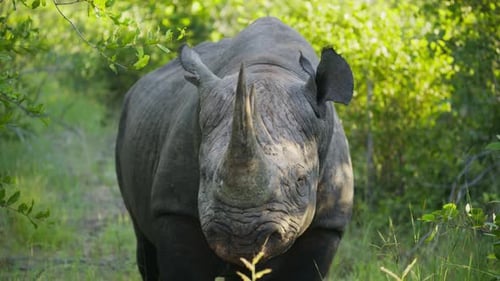 Vom Aussterben bedrohte Spitzmaulnashörner, die in üppiger afrikanischer Savanne starren und vorwärts gehen, mächtiges Horn