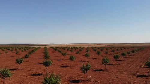 almond tree orchard aerial view in Spain