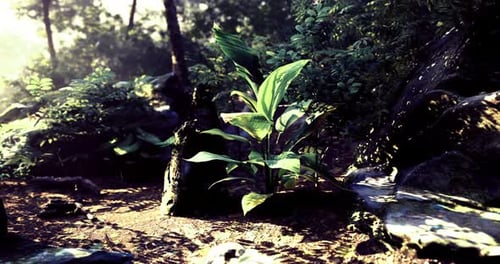 Lush Green Vegetation in a Sunlit Forest Setting with Rocks