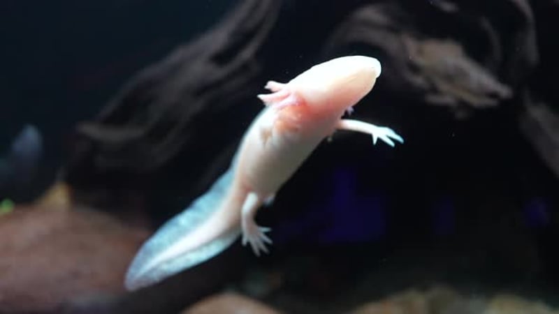 Adorable Pink Axolotl Swimming Underwater in Dark Aquarium, Nature ...