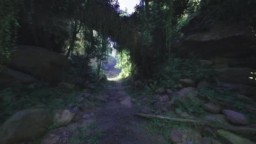 Immersive Green Forest Path Exploration