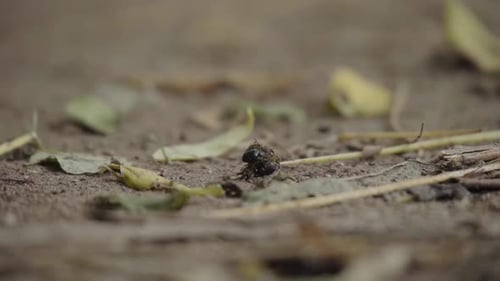 Insects Crawling on the Ground in Natural Habitat