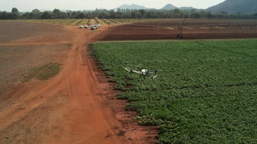 Agricultural Spraying with DJI Agras T40 Drone on Potato Crop