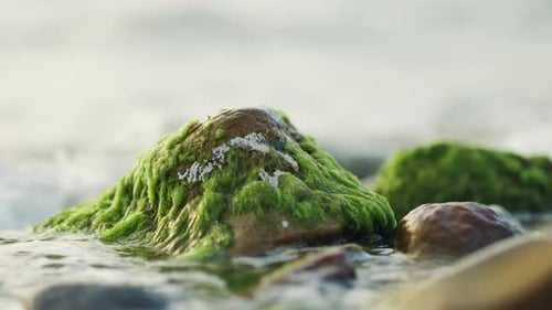 Waves Splashing on Mossy Rocks at the Beach