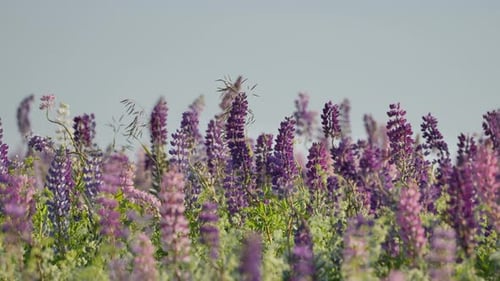 Tausende Lupinen im Feld Prince Edward Island Kanada