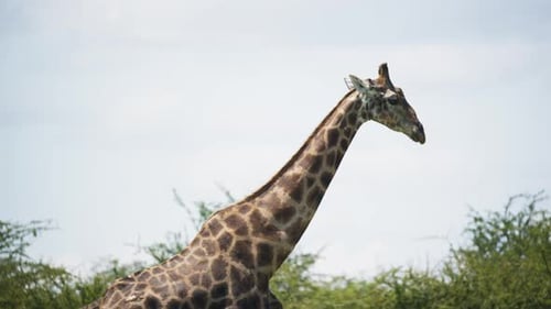 Tiefwinkelaufnahme einer einsamen majestätischen Giraffe, die in Zeitlupe durch die afrikanische Savanne läuft, mit langem