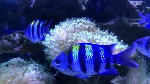 School of fish Sergeant major swims under surface of the water. Indo-Pacific Sergeant. Abudefduf